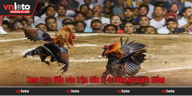 Trực tiếp độc quyền từ nhiều trường gà danh tiếng