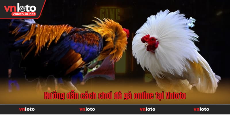 Hướng dẫn cách chơi đá gà online tại Vnloto
